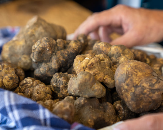 Tartufo Bianco Pregiato Fresco