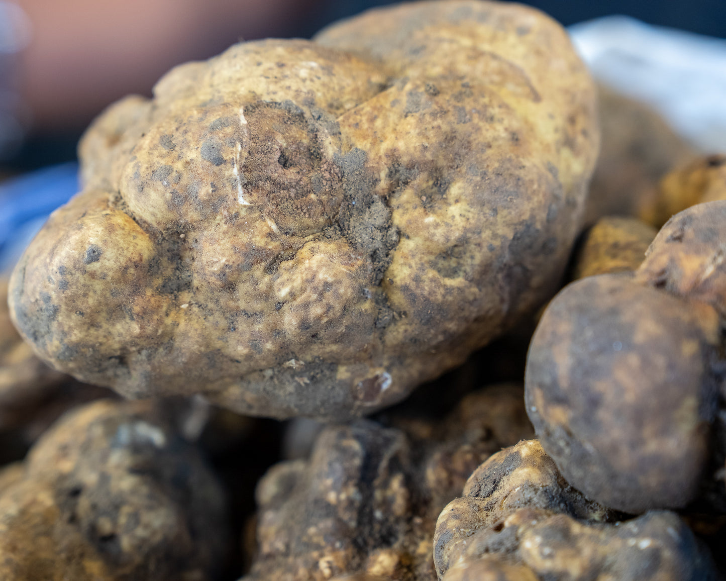 Tartufo Bianco Pregiato Fresco