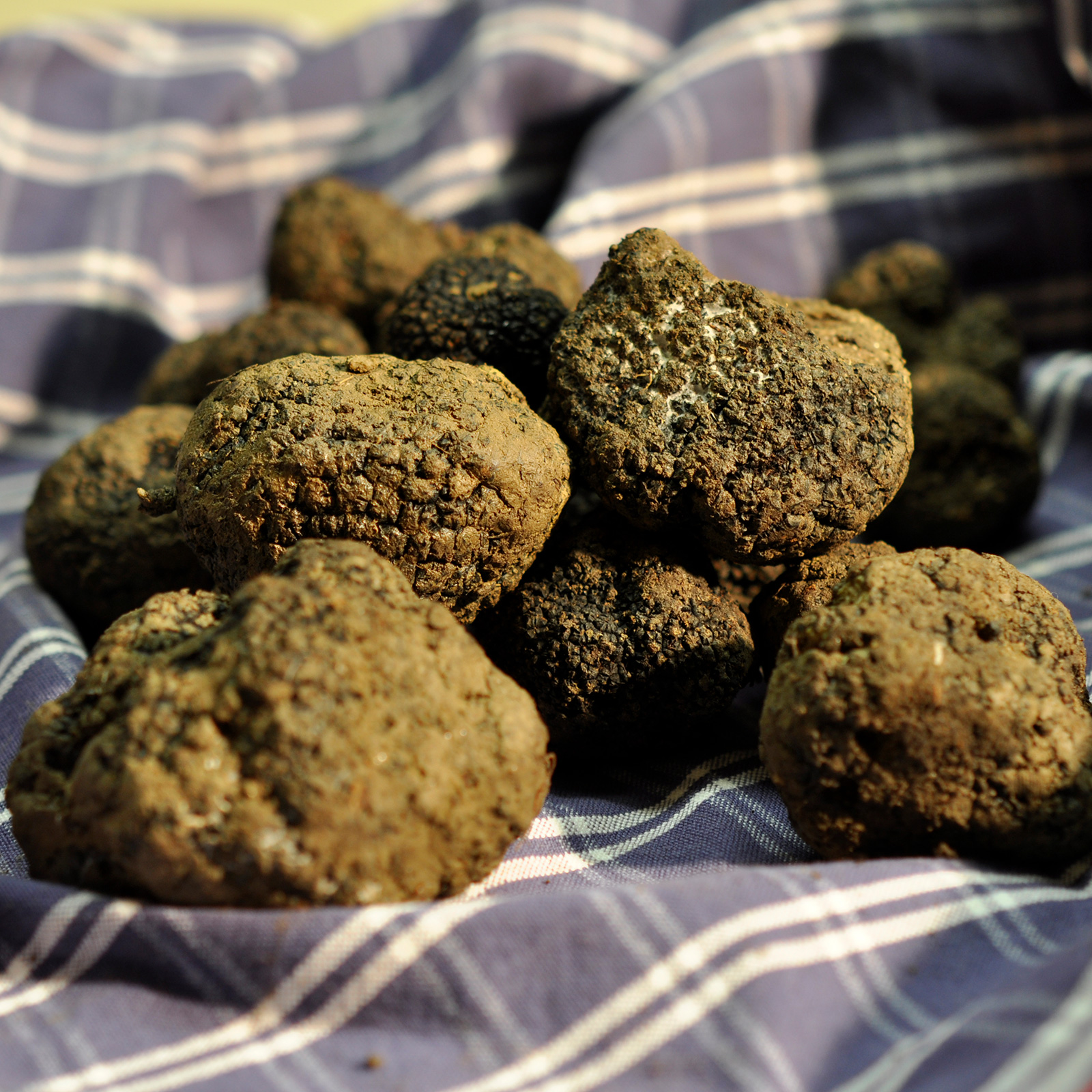 TARTUFO NERO